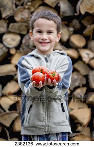 A young boy holds fresh tomatoes from a greenhouse in front of a wood pile; Palmer, Alaska, United States of America View Large Photo Image Stock Photograph - A young boy holds fresh tomatoes from a greenhouse in front of a wood pile; Palmer, Alaska, United States of America. Fotosearch