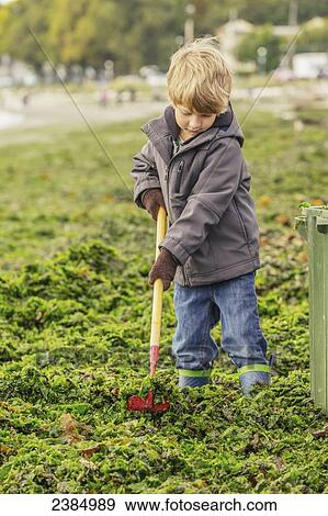 Stock Photo - A young boy rakes seaweed from a beach for composting; Victoria, British Columbia, Canada. Fotosearch