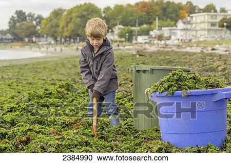 A young boy shovels seaweed from a beach into buckets to take home for composting; Victoria, British Columbia, Canada View Large Photo Image Stock Image - A young boy shovels seaweed from a beach into buckets to take home for composting; Victoria, British Columbia, Canada. Fotosearch