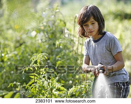 Stock Image - A young boy watering an urban community garden; Montreal, Quebec, Canada. Fotosearch