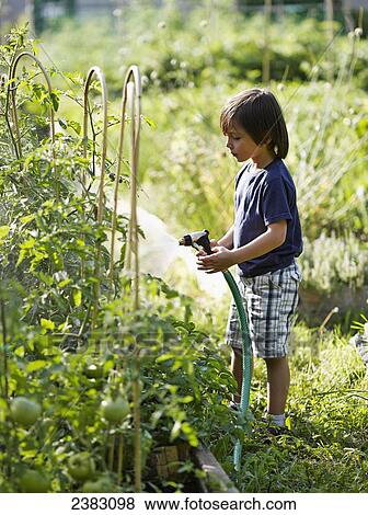 Stock Photo - A young boy watering an urban community garden; Montreal, Quebec, Canada. Fotosearch