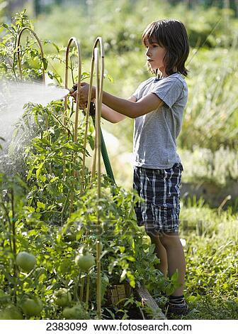 Stock Photo - A young boy watering an urban community garden; Montreal, Quebec, Canada. Fotosearch