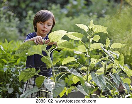 Stock Image - A young boy with sunflowers in an urban community garden; Montreal, Quebec, Canada. Fotosearch