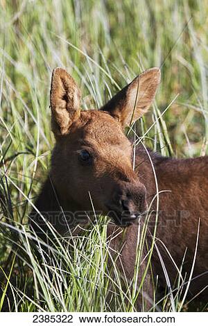 Stock Image - A young calf moose wanders through green grass; Palmer, Alaska, United States of America. Fotosearch