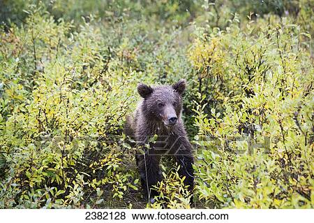 A young grizzly bear comes out of the bushes at Denali National Park; Alaska, United States of America View Large Photo Image Stock Photo - A young grizzly bear comes out of the bushes at Denali National Park; Alaska, United States of America. Fotosearch