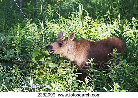 Stock Photo - A young moose shows teeth while eating plants in summer; Palmer, Alaska, United States of America. Fotosearch