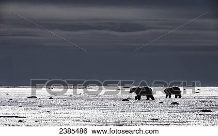 Stock Photograph - Adult polar bears (ursus maritimus) walk on the tidal flats of southern Hudson Bay while a storm approaches; Manitoba, Canada. Fotosearch
