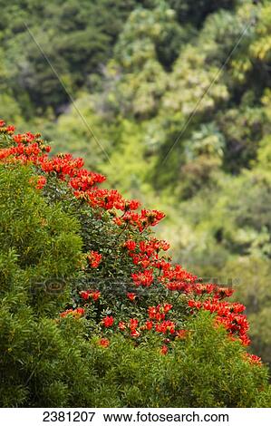 Stock Photo - African Tulips (Spathodea campanulata) blooming on a hillside on the Hamakua Coast; Big Island, Hawaii, United States of America. Fotosearch