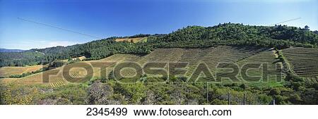 Agriculture - A dormant terraced wine grape vineyard clings to the edge of an undulating mountainside in late Winter / Calistoga, Napa Valley, California, USA. View Large Photo Image Stock Photo - Agriculture - A dormant terraced wine grape vineyard clings to the edge of an undulating mountainside in late Winter / Calistoga, Napa Valley, California, USA.. Fotosearch