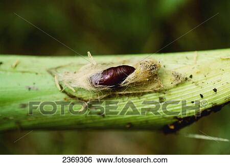 Agriculture - A European corn borer pupa (Ostrinia nubilalis) on a corn plant. View Large Photo Image Stock Photograph - Agriculture - A European corn borer pupa (Ostrinia nubilalis) on a corn plant.. Fotosearch