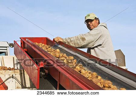 Stock Photography - Agriculture - A farmer supervises the loading of seed potatoes during planting operations at a local family produce farm / Little Compton, Rhode Island, USA.. Fotosearch