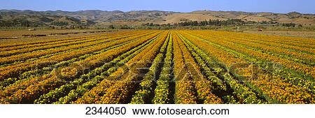 Stock Image - Agriculture - A field of commercially grown Marigold flowers / Lompoc, California, USA.. Fotosearch