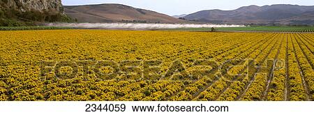 Stock Photo - Agriculture - A field of commercially grown Marigold flowers with vegetable crops in the background / Lompoc, California, USA.. Fotosearch