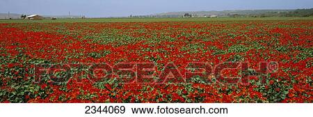Stock Photo - Agriculture - A field of commercially grown Nasturtiums / Lompoc, California, USA.. Fotosearch