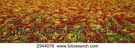 Stock Photograph - Agriculture - A field of commercially grown Nasturtiums / Lompoc, California, USA.. Fotosearch