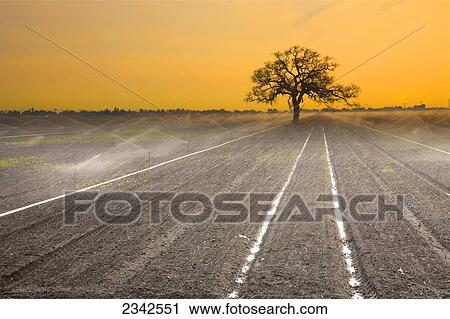 Stock Image - Agriculture - A freshly planted onion crop is sprinkler irrigated in early morning light with a single oak tree in the background / French Camp, San Joaquin County, California, USA.. Fotosearch