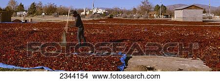 Agriculture - A worker rakes harvested red chili peppers to assist the drying process / Hatch, New Mexico, USA. View Large Photo Image Picture - Agriculture - A worker rakes harvested red chili peppers to assist the drying process / Hatch, New Mexico, USA.. Fotosearch
