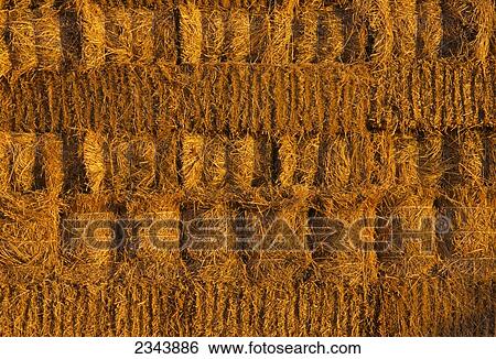 Agriculture - Alfalfa hay bales stacked up after harvest; bales will be transported by truck to their final destination / California, USA. View Large Photo Image Stock Photograph - Agriculture - Alfalfa hay bales stacked up after harvest; bales will be transported by truck to their final destination / California, USA.. Fotosearch