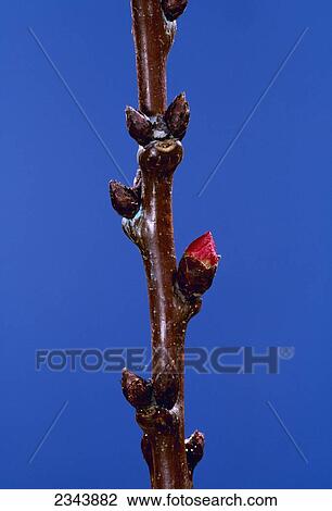 Stock Image - Agriculture - Apricot buds, first red.. Fotosearch