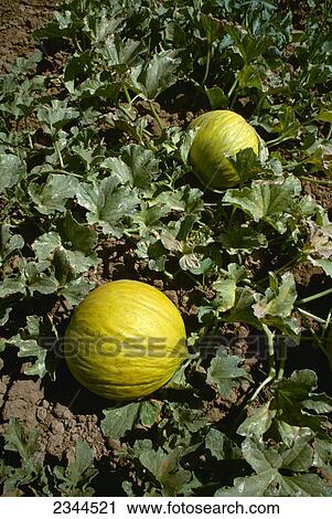Stock Image - Agriculture - Casaba Melons in field / San Joaquin, California, USA.. Fotosearch