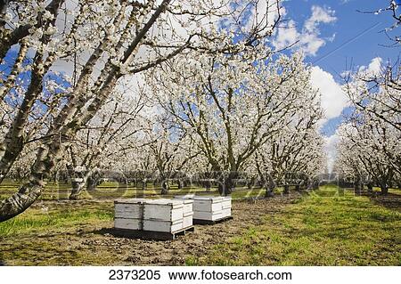 Agriculture - Cherry orchard in full Spring bloom with bee hives in the foreground / near Stockton, San Joaquin County, California, USA. View Large Photo Image Stock Photography - Agriculture - Cherry orchard in full Spring bloom with bee hives in the foreground / near Stockton, San Joaquin County, California, USA.. Fotosearch