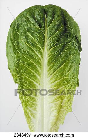 Stock Photo - Agriculture - Closeup of a Romaine lettuce leaf on a white surface, studio.. Fotosearch