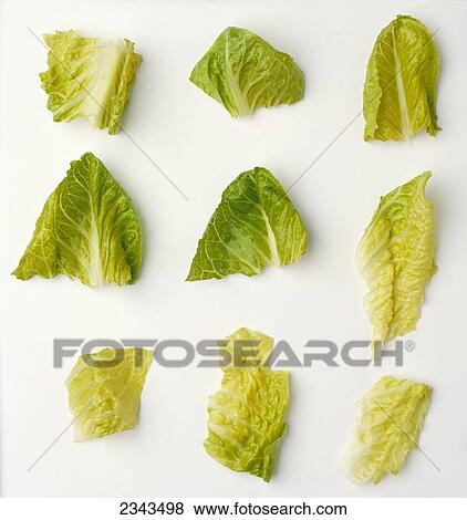 Agriculture - Closeup of chopped Romaine lettuce pieces on a white surface, studio. View Large Photo Image Stock Photo - Agriculture - Closeup of chopped Romaine lettuce pieces on a white surface, studio.. Fotosearch