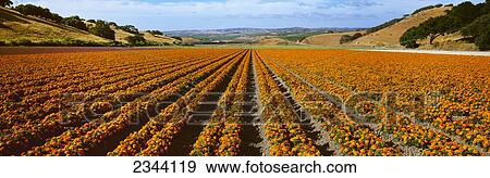 Stock Photo - Agriculture - Commercial field of Marigolds in afternoon sunlight / Lompoc, California, USA.. Fotosearch