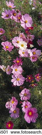 Agriculture - Cosmos flowers grown for sale at a farmers market / Fresno, California, USA. View Large Photo Image Stock Image - Agriculture - Cosmos flowers grown for sale at a farmers market / Fresno, California, USA.. Fotosearch