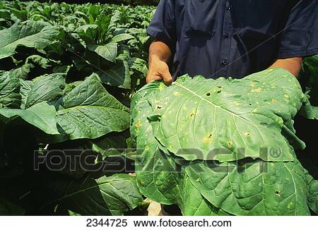 Agriculture - Crop disease, blue mold on a flue-cured tobacco leaf / North Carolina, USA. View Large Photo Image Stock Photography - Agriculture - Crop disease, blue mold on a flue-cured tobacco leaf / North Carolina, USA.. Fotosearch