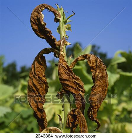 Picture - Agriculture - Crop disease, closeup of black shank symptoms on a flue cured tobacco plant / North Carolina, USA.. Fotosearch
