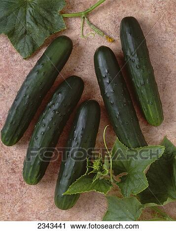 Stock Image - Agriculture - Cucumbers on a brown textured surface; Jade variety, studio.. Fotosearch