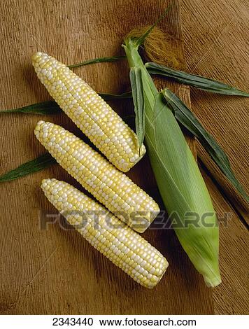 Stock Image - Agriculture - Ears of sweet bi-colored corn on rough cut wood; Sweet Symphony variety, studio.. Fotosearch