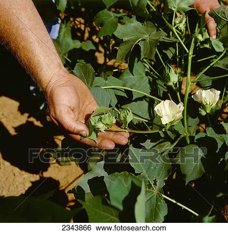 Agriculture - Farmers hand holding cotton squares and blossoms on a mid growth cotton plant / Louisiana, USA. View Large Photo Image Stock Photograph - Agriculture - Farmers hand holding cotton squares and blossoms on a mid growth cotton plant / Louisiana, USA.. Fotosearch