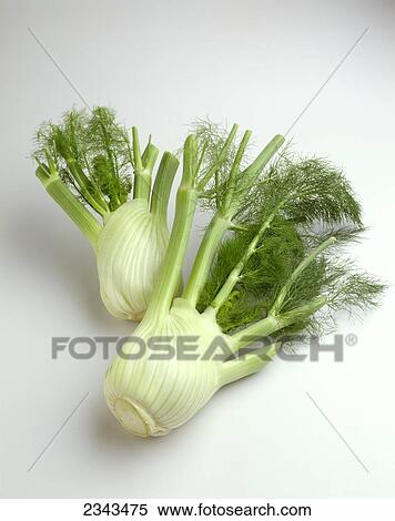 Agriculture - Fennel, on white. View Large Photo Image Stock Photography - Agriculture - Fennel, on white.. Fotosearch