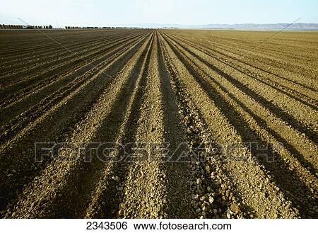 Stock Photograph - Agriculture - Field newly planted with cotton, prior to germination / San Joaquin Valley, California, USA.. Fotosearch