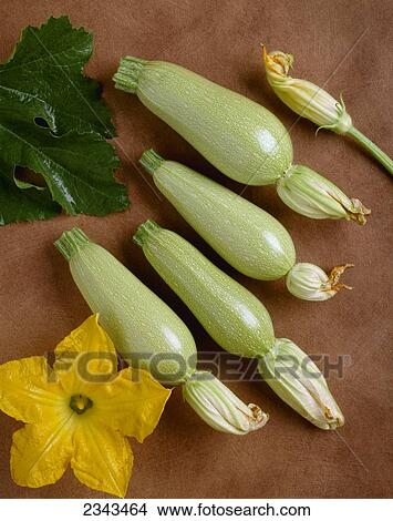 Agriculture - Grey zucchini on a copper surface; variety Anita Type, studio. View Large Photo Image Picture - Agriculture - Grey zucchini on a copper surface; variety Anita Type, studio.. Fotosearch