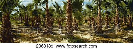 Stock Photography - Agriculture - Grove of recently pruned date palm trees / Indio, California, USA.. Fotosearch