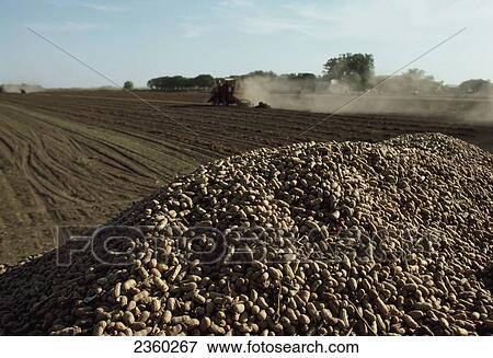 Stock Photo - Agriculture - Harvested peanuts in a grain wagon in the foreground with harvesting operations in the background / Argentina.. Fotosearch