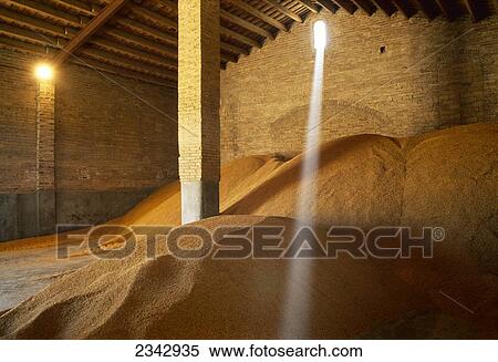 Stock Photography - Agriculture - Harvested rice in a storehouse waiting to be transported, a typical Spanish variety for cooking "paella" / Castello d'Empuries, Girona, Catalonia, Spain.. Fotosearch