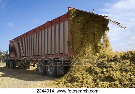 Picture - Agriculture - Harvested rice straw, a biomass crop to be used as a biofuel, is unloaded from a truck at a storage field. In the past rice straw was burned in the field, but due to environmental concerns it is now harvested for multiple uses / near Grimes. Fotosearch