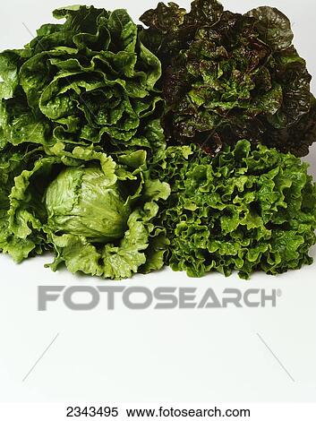 Agriculture - Heads of Romaine, red leaf, Iceberg and green leaf lettuce bunched together on white, studio. View Large Photo Image Stock Photography - Agriculture - Heads of Romaine, red leaf, Iceberg and green leaf lettuce bunched together on white, studio.. Fotosearch