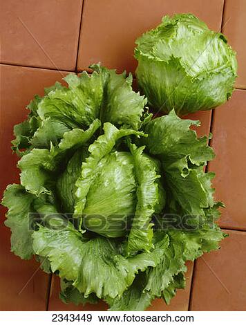 Stock Photo - Agriculture - Iceberg lettuce heads on Saltillo tiles; HMX-6552 variety, studio.. Fotosearch