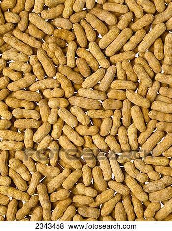 Stock Photo - Agriculture - Peanuts (version 2).. Fotosearch