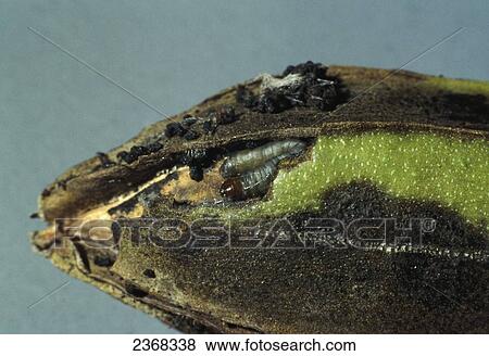 Stock Photo - Agriculture - Pecan nut casebearer (Acrobasis nuxvorella Neunzig) larva in a damaged pecan nut shuck / Texas, USA.. Fotosearch