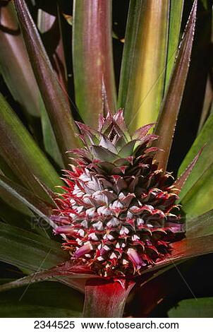 Stock Photography - Agriculture - Pineapple plant with a pineapple in early stage of development / Maui, Kaanapali, USA.. Fotosearch