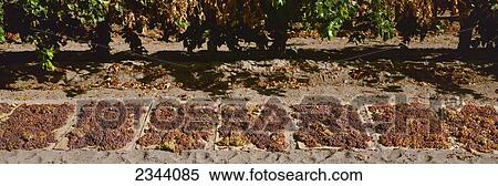 Stock Photography - Agriculture - Raisin grape vineyard in late summer with harvested grapes drying into raisins between the rows / Raisinville, California, USA.. Fotosearch