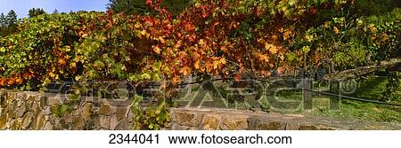 Stock Image - Agriculture - Red wine grapevines showing colored Autumn foliage and grapes ready for harvest, Rutherford Vineyards / Napa, California, USA.. Fotosearch