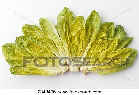 Agriculture - Romaine lettuce hearts fanned out on a white surface, studio. View Large Photo Image Stock Photograph - Agriculture - Romaine lettuce hearts fanned out on a white surface, studio.. Fotosearch