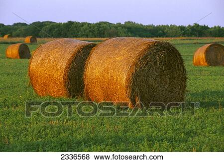 Agriculture - Round bales of alfalfa in a field of green alfalfa / Iowa, USA. View Large Photo Image Stock Photo - Agriculture - Round bales of alfalfa in a field of green alfalfa / Iowa, USA.. Fotosearch